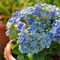 流行 紫陽花「星あつめ」ブルー。あ、そう「庭の記憶2021」の 鉢花