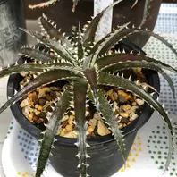 グランマルニエ・ホワイトフォリッジ2「2021年我が家の多肉