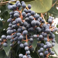 完熟フレッシュトウネズミモチの実 小枝付き 完熟フレッシュトウ