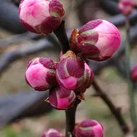 無類絞り(むるいしぼり野梅系野梅性「梅林2021」のアルバム