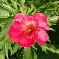 メリッサ202102ラナンキュラスラックス「2021おうち1～6月」のアルバム