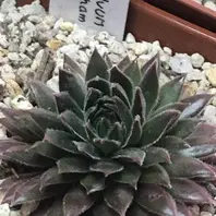 センペルビウム　パシフィックタルト 楽天市場】【多肉植物】センペルビウム 'パシフィックセカンドトライ