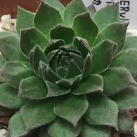 パシフィックタルト「21.1.29センペルビウム パシフィック系①17種【3