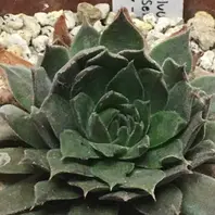 センペルビウム　パシフィックタルト センペルビウム パシフィックタルト imgrc0071759036.jpg