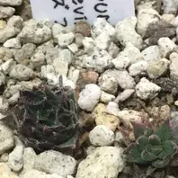 センペルビウム　パシフィックタルト 楽天市場】【多肉植物】センペルビウム 'パシフィックセカンドトライ