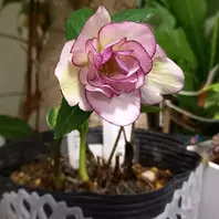 開花ホワイトダブル ピコティ 小輪「クリスマスローズ」のアルバム