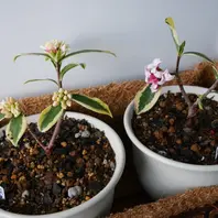 斑入り沈丁花 白花の「前島なごり雪」「ベランダと室内の花」の