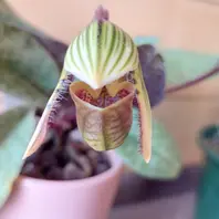 花なし株】 パフィオペディラム ベナスタム アルバム Paph
