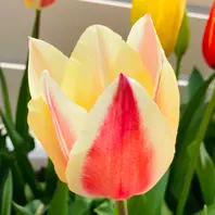 チューリップ🌷イエローサプライズ#「庭に咲く花Season7