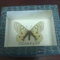 ウスバキチョウロシア産日本では大雪「植物以外何でもあり」の