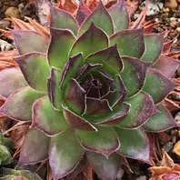 錦翠花（きんすいか2021.03.09中型種「2021.03.09センペル12種【35