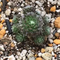 錦翠花（きんすいか2021.03.09中型種「2021.03.09センペル12種【35