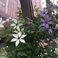 ホワイトライトと流星「クレマチス」のアルバム-みんなの趣味の園芸2217916