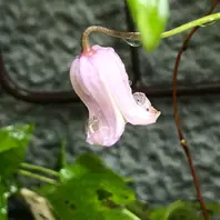 ホワイトライト「クレマチス」のアルバム-みんなの趣味の園芸2203339