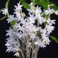 洋蘭 洋ラン 原種 シンビジューム Cym. eburneum 開花サイズ大株 シンビジューム原種Cym.eburneum「我が家の洋蘭2021」のアルバム