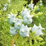 ヒバ ヒバの実 おもしろい形 金平糖「実好きのアルバム 2021 · 2022