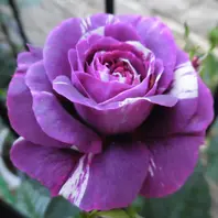 中輪花で、クォーターロゼット咲の幻の「天使の薔薇ローズガーデン