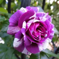 センテッドジュエル 品種名センティッドジュエル Scented「天使の薔薇ローズガーデンに