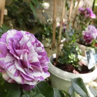 品種名センティッドジュエル Scented「天使の薔薇ローズガーデンに