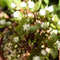 ヒトリシズカの写真-みんなの趣味の園芸1325604