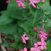 ひなひまページ　スターフラワーピンク オキシペタルム ピンクスター「4月からの花🌸」のアルバム