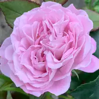 シベール「令和3年の薔薇 No.1」のアルバム-みんなの趣味の園芸
