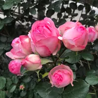 ヒストリーの蕾が膨らみました。開花を「我が家のバラたち