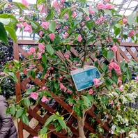 原種の椿の花。カメリアロシフロラ、可「お出かけ、散歩。」の
