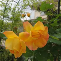 アルフレッド・シスレーが一輪。赤塚植「薔薇2021」の アルフレッド・シスレーが一輪。赤塚植「薔薇2021」の