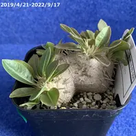 成長記録2023/3/26(播種から1,435日目)「恵比寿笑い」のアルバム