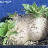 成長記録2023/3/26(播種から1,435日目)「恵比寿笑い」のアルバム