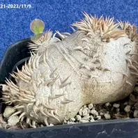 成長記録2023/3/26(播種から1,435日目)「恵比寿笑い」のアルバム