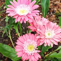ガーデンガーベラ🌺普通のガーベラより「2021年花壇のお花
