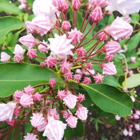 ガーデンガーベラ🌺普通のガーベラより「2021年花壇のお花