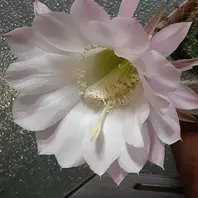 開花株 エキノプシス サボテン ピンクの花　一本双生　極稀少取りこられる方限り エキノプシス属淡いピンクの花が咲きま「サボテン 多肉 2021