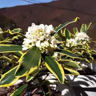 沈丁花前島なごり雪が咲きました。いい「珍しい花や葉」のアルバム