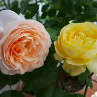 アンブリッジローズとイエローアンブリ「バラ・薔薇・ローズ」の