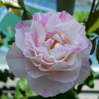 ラシャンスゼブラ開いてきました「バラ・薔薇・ローズ」のアルバム