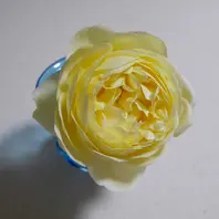 アンブリッジローズとイエローアンブリ「バラ・薔薇・ローズ」の