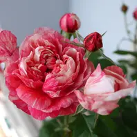 ラ シャンス ゼブラ（斑马耐心） レア バラ ラシャンスゼブラ開いてきました「バラ・薔薇・ローズ」のアルバム