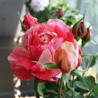 ラシャンスゼブラ絞りの維持が難しい品「バラ・薔薇・ローズ」の
