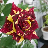 アンブリッジローズとイエローアンブリ「バラ・薔薇・ローズ」の