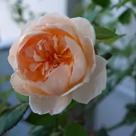 上海ガール挿し木苗からの初開花「バラ・薔薇・ローズ」の 上海ガール挿し木苗からの初開花「バラ・薔薇・ローズ」の