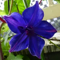 桔梗 Demonia(デモニア) KERA-55 シアーリボン ハートバックル