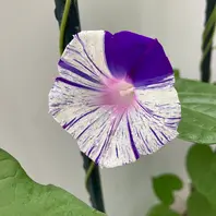 あさがおページ 今朝の朝顔。我が家の第3号の子。昨日の「春夏の花」の