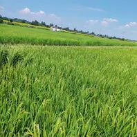 お出かけは田んぼ 田んぼの風景（神奈川県座間市）2024「お出かけ♪」の