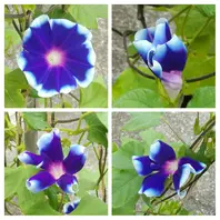 変化朝顔(石畳咲き)｣2021823「朝顔 2021年 (R3年)」の