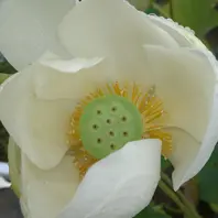 エゾベニヒツジグサです。ヒツジグサは「我が家の水草や湿原に咲く