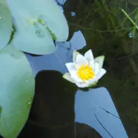 エゾベニヒツジグサです。ヒツジグサは「我が家の水草や湿原に咲く