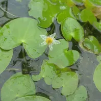 エゾベニヒツジグサです。ヒツジグサは「我が家の水草や湿原に咲く